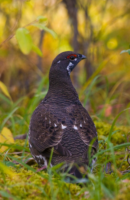 White-Tailed Ptarmigan